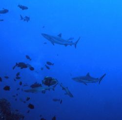 Kilibob is a famous dive site in PNG where sharks gather. by Jerry Hamberg 